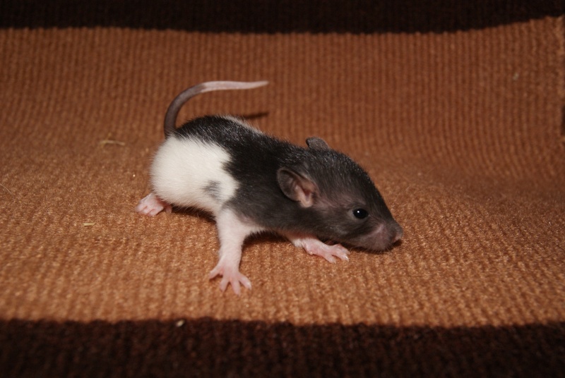 Mes adorables ratons  Ho-fil10