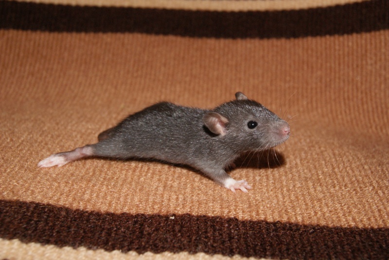 Mes adorables ratons  N1-mal10