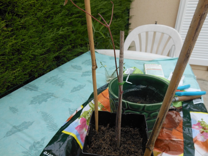 Boutures d'hibiscus syriacus 00713