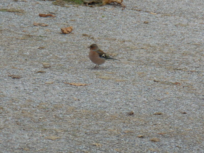 Oiseaux de nos jardins - Page 2 00818