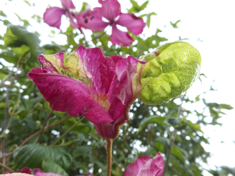 Déformation,Mutation Anomalie surprise de la nature 021_310