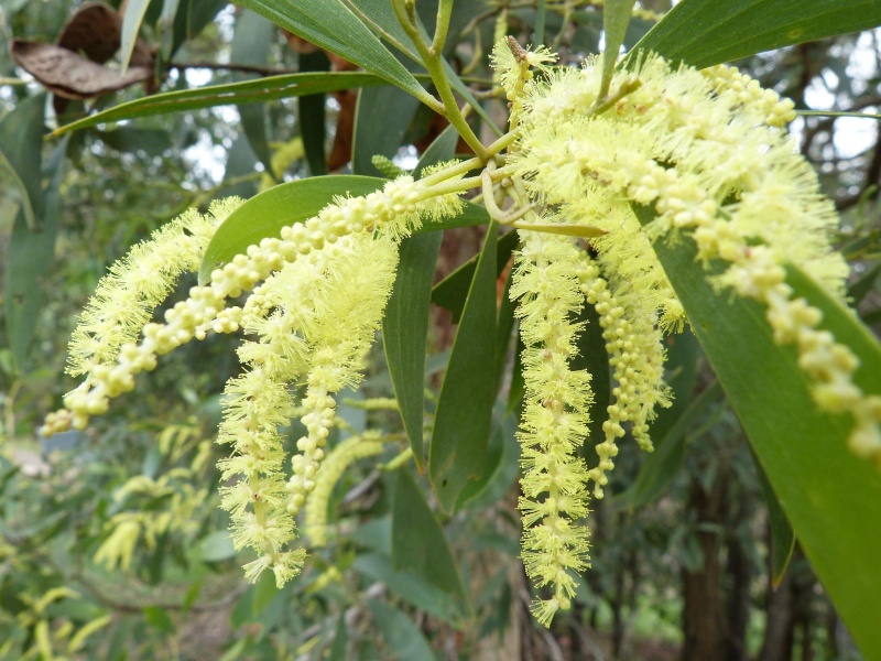 Fleurs du bout du monde- floraisons exotiques - Page 5 Acacia10