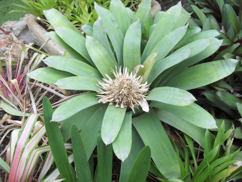 Quelques plantes exotiques Aechma10