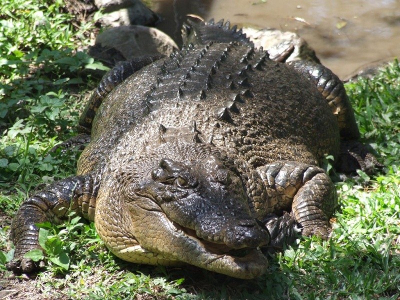 Animaux sauvages Crocod12