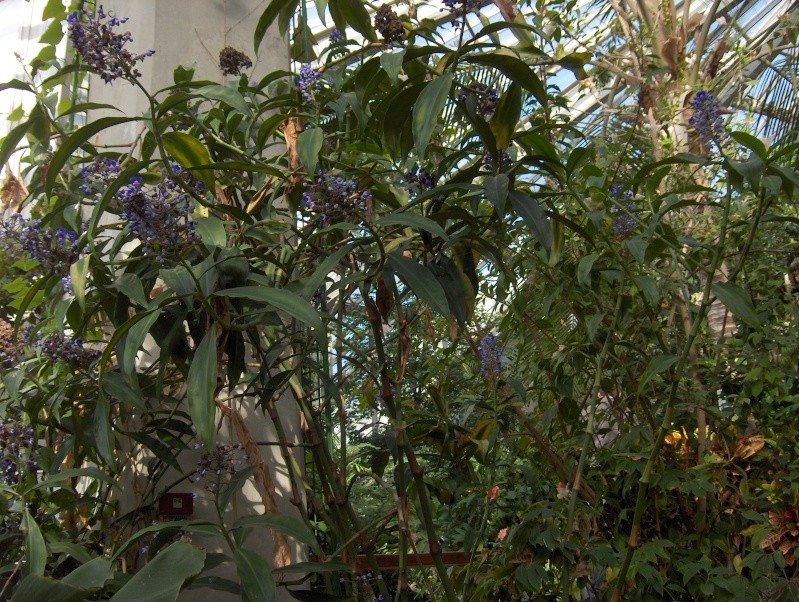 Quelques plantes exotiques Dichor10