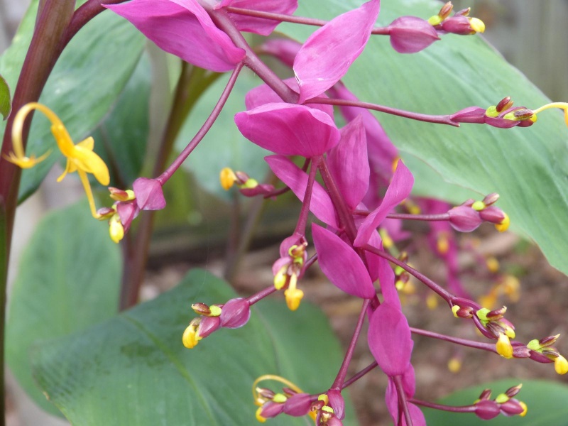 Fleurs du bout du monde- floraisons exotiques - Page 5 Gingem13