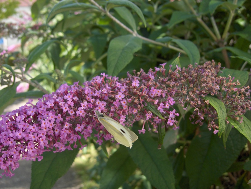 Le buddleia, arbre à papillons Hpim3327