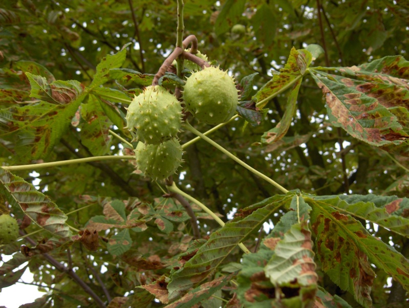 Après la floraison,les fruits !!! Hpim3421