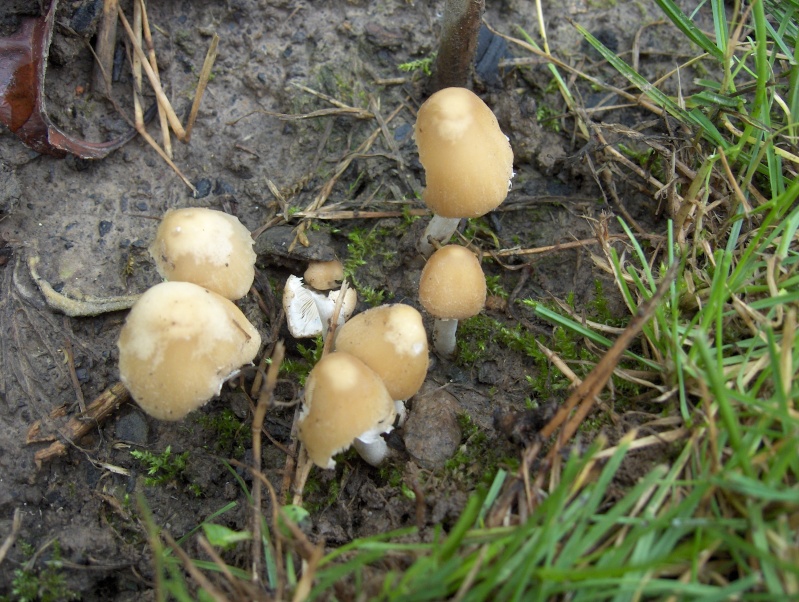 Détermination de champignons. C'est quell espèce de champignon ? Hpim3422
