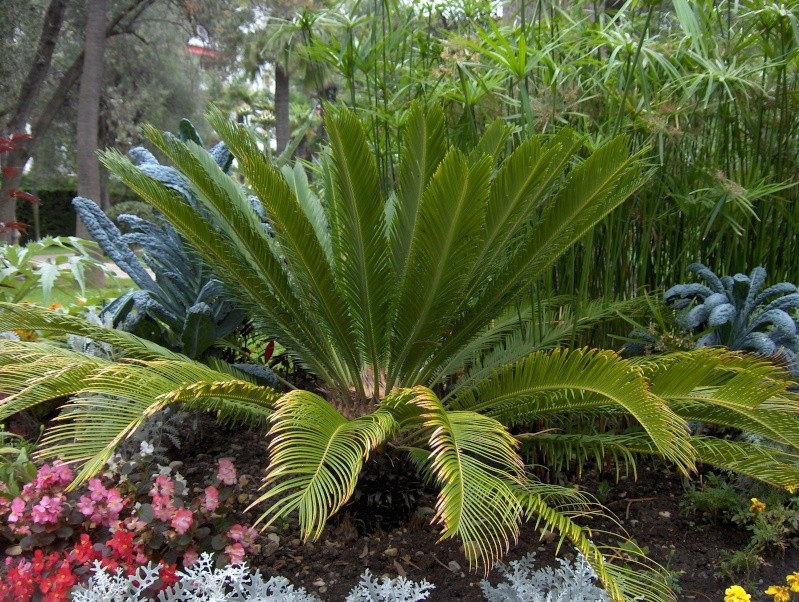 le palmier Licuala Hpim3536
