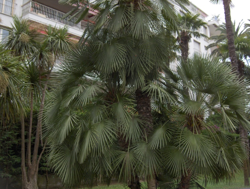 le palmier Licuala  Hpim3539