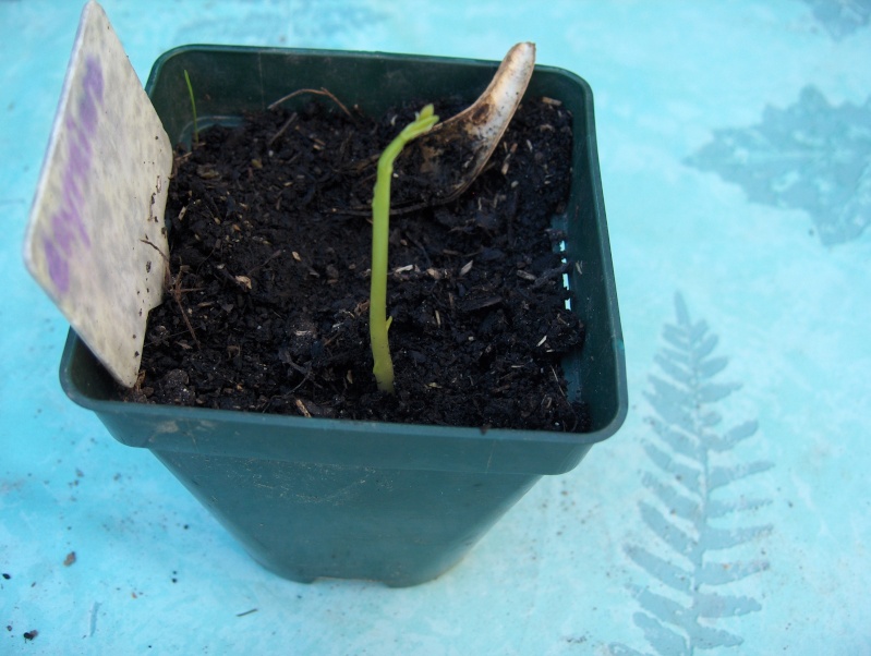 semis et culture d'erythrina crista galli Hpim3749