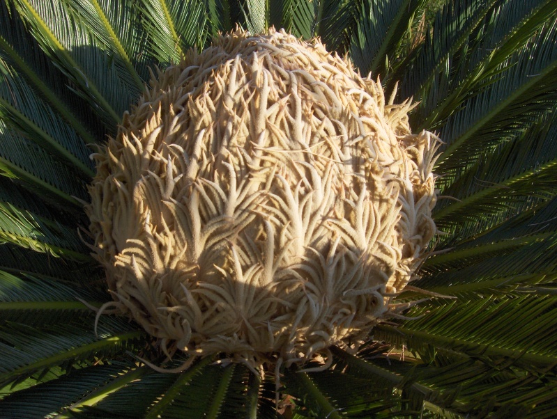 Quelques plantes exotiques Hpim3828