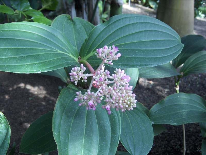Quelques plantes exotiques Hpim3831