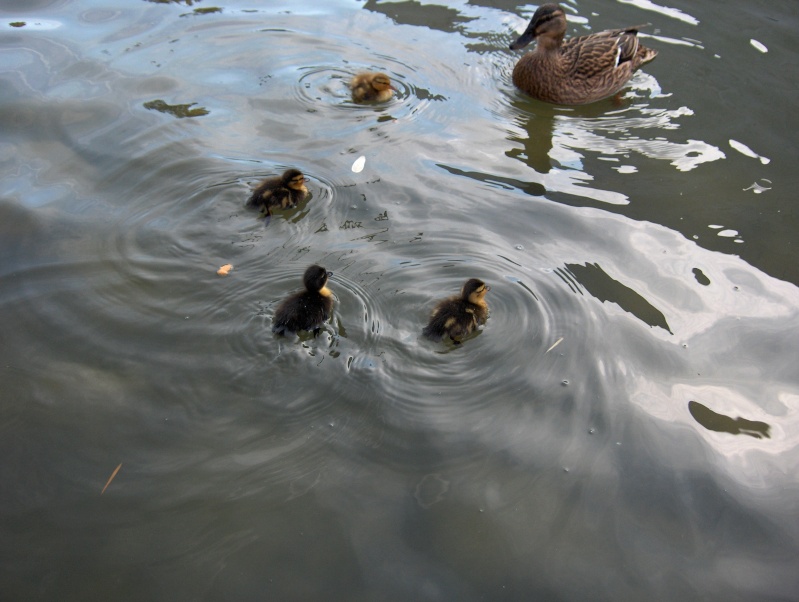 au plan d'eau Hpim3840