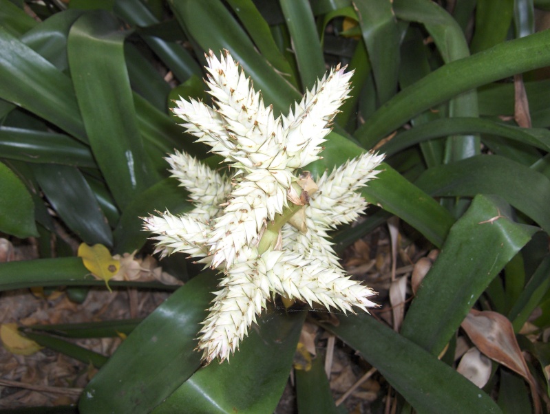 Quelques plantes exotiques Hpim3919