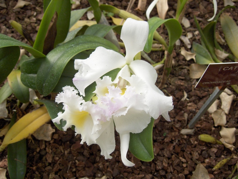 Quelques plantes exotiques Hpim3920