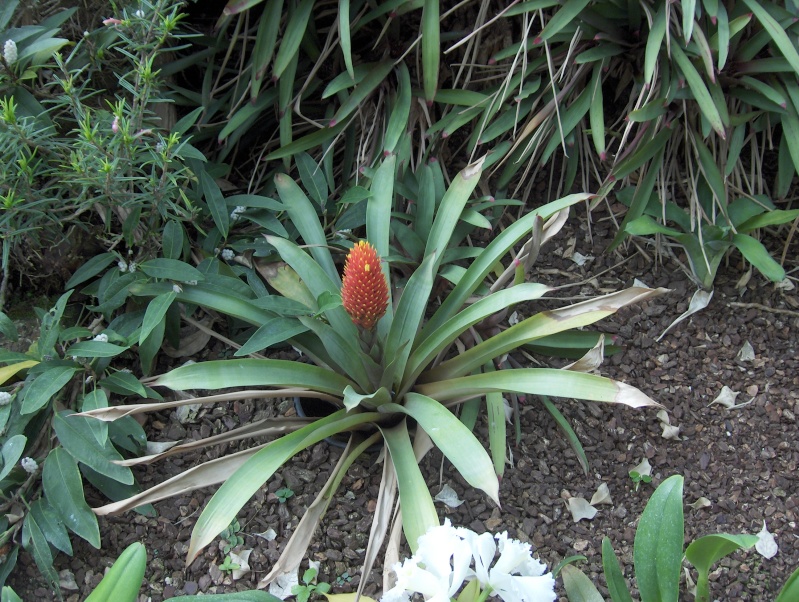 Quelques plantes exotiques Hpim3921