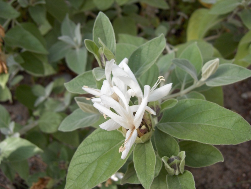 Quelques plantes exotiques Hpim3924