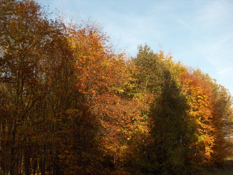 Balade en forêt Hpim3949