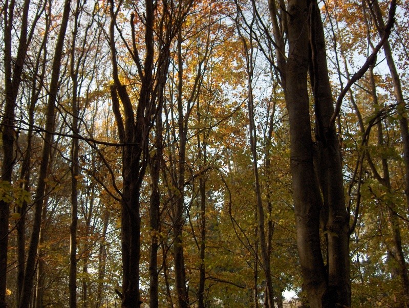 Balade en forêt Hpim3961