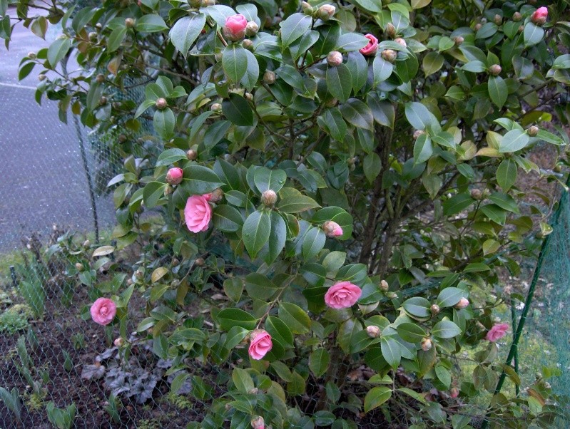 Camélias: variétés, mode de culture, époque de floraison -partie II Hpim4327