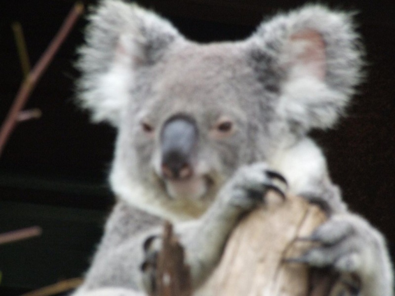 Animaux sauvages Koala_12