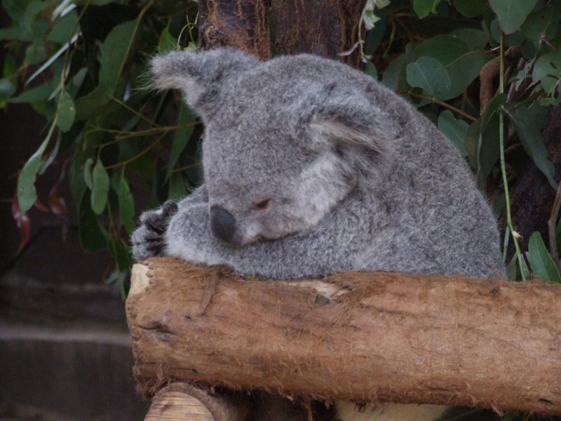 Animaux sauvages Koala_13