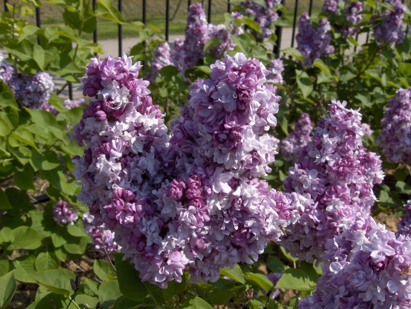 Les fleurs les plus parfumées  Lilas_10