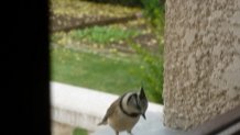 Oiseaux de nos jardins - Page 2 Masang12