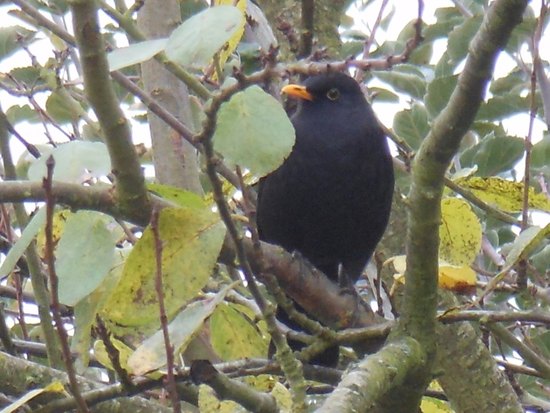 Oiseaux de nos jardins Merle_10