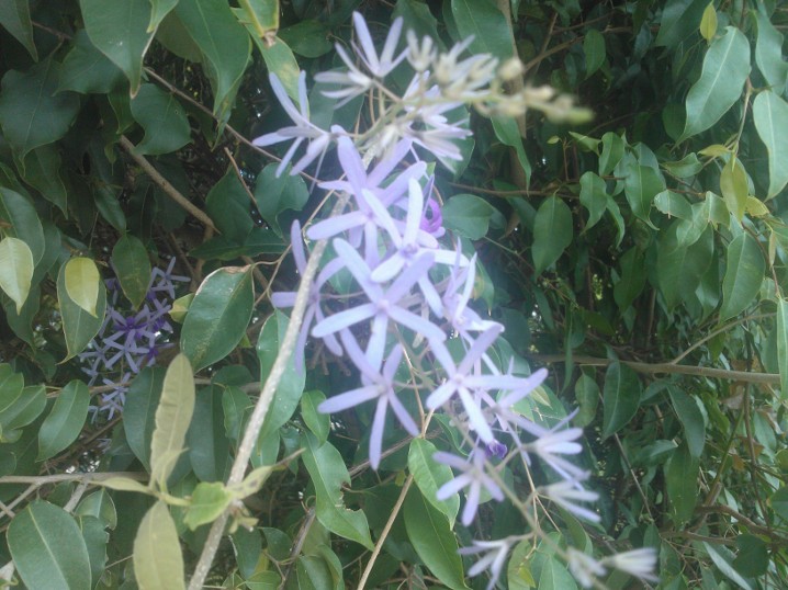 Fleurs du bout du monde- floraisons exotiques - Page 7 Petrea11