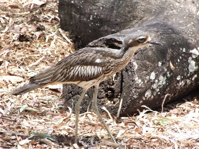 Les oiseaux des jardins australiens - Page 2 Un_cur10