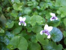 Les violettes africaines / violettes du cap(Saint Paulia). Entretien, espèces, des photos. Violet11