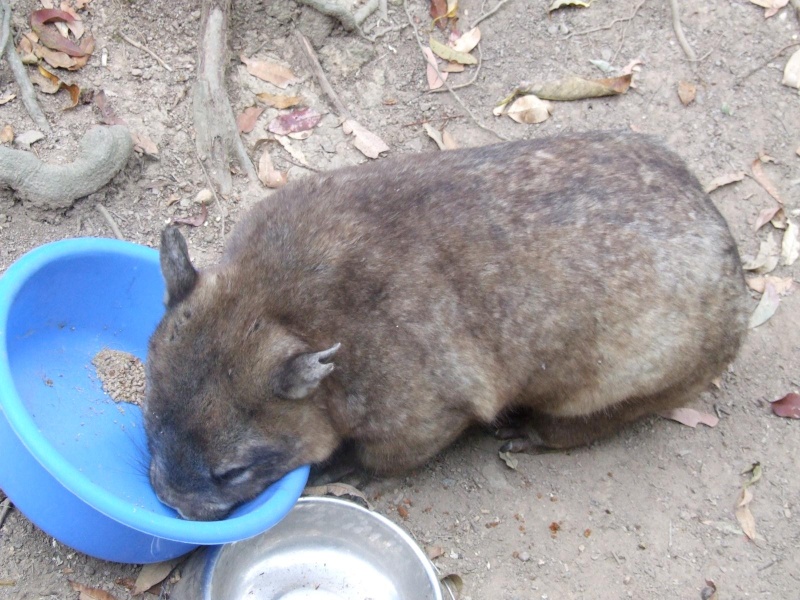 Les animaux sauvages d'ici et d'ailleurs Wombat10