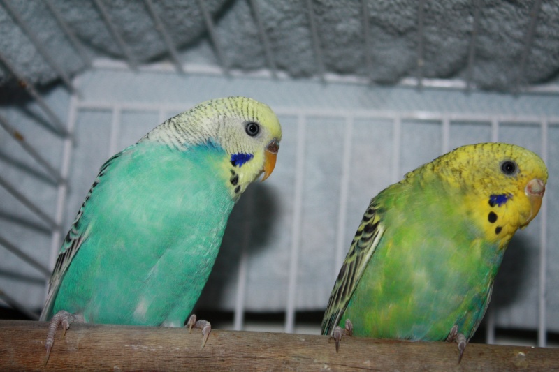 Mes dudus Photo_25