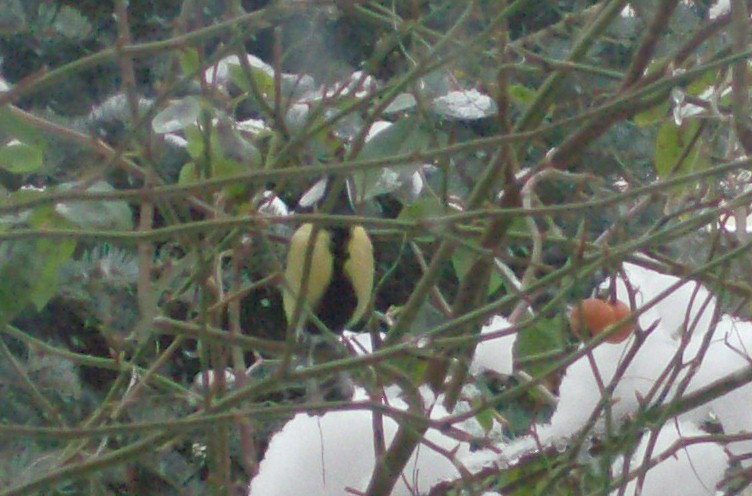 les oiseaux de mon jardin maringues 2_fevr13