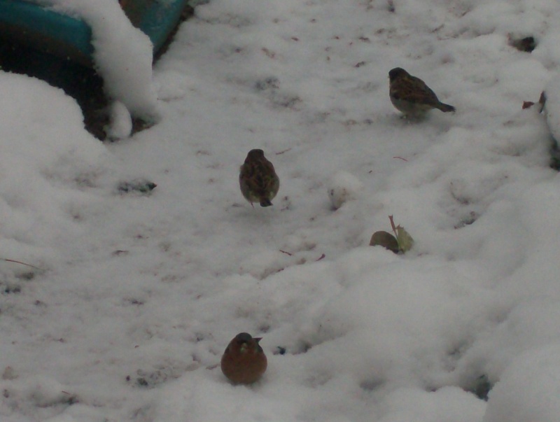 les oiseaux de mon jardin maringues 2_fevr16