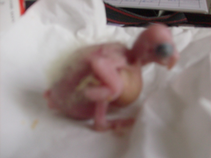 2 bébé callopsitte de né Evolut18