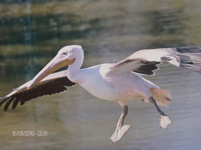 Concours photo [oiseaux] - Page 3 Hpim3518