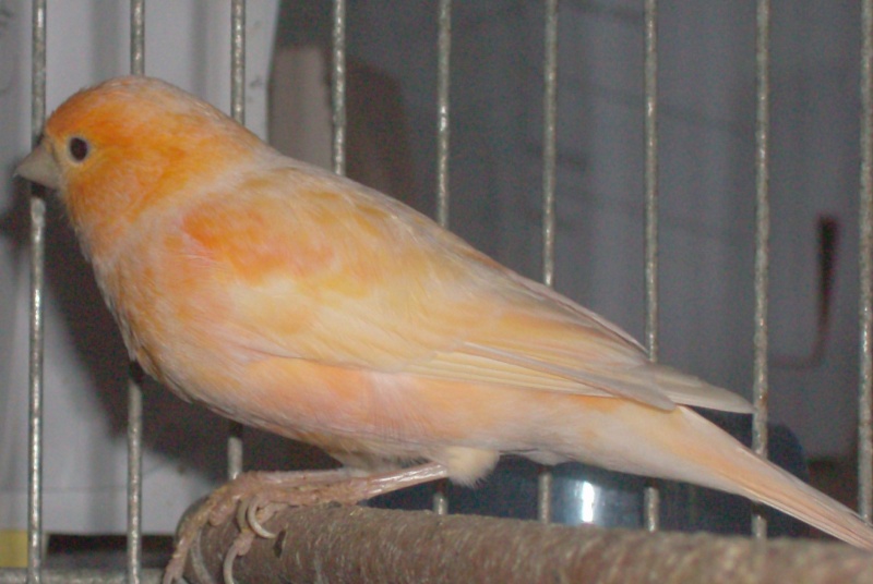 canari muriel 4 a 6 femelle Oisea109