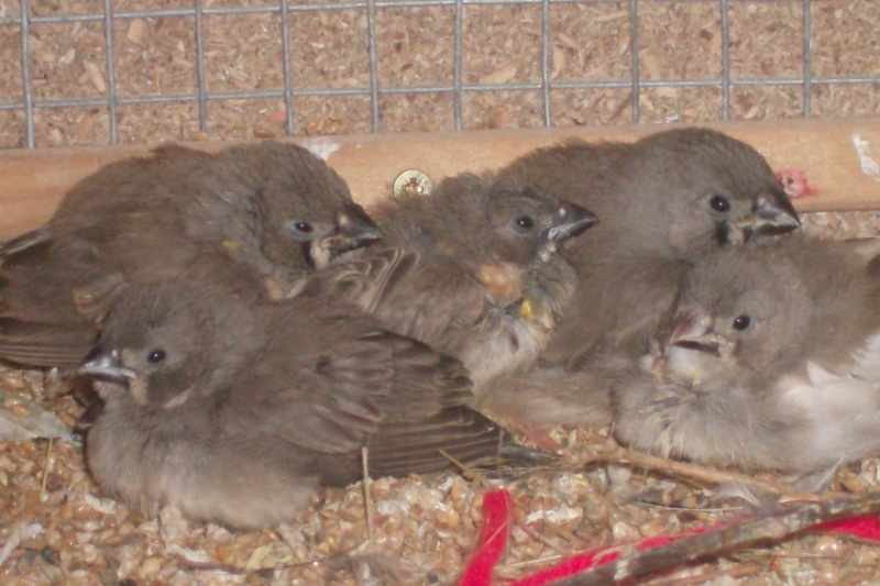 voici les photos de mes bébés Oisea185