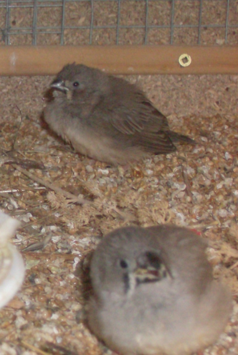 voici les photos de mes bébés Oisea187