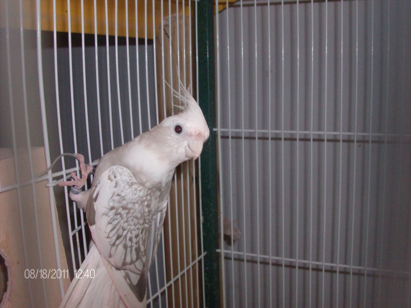 Mes calopsittes (muriel) Oiseau85