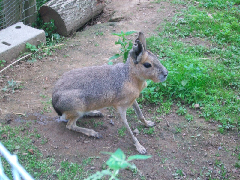 Visite du parc du Reynou (87) 100_0730