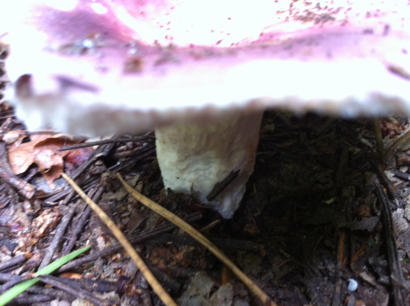 A la recherche d'info sur des champignons Img_0519