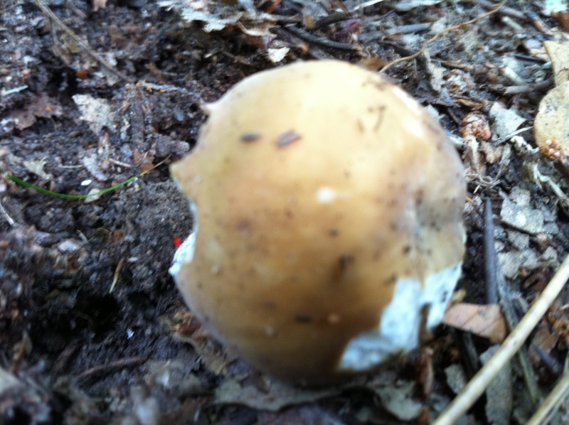 A la recherche d'info sur des champignons Img_0524