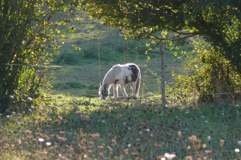 archy - New Pics P12 : Cairnview Archy, 4 ans 7 mois!!!! - Page 5 P1130812