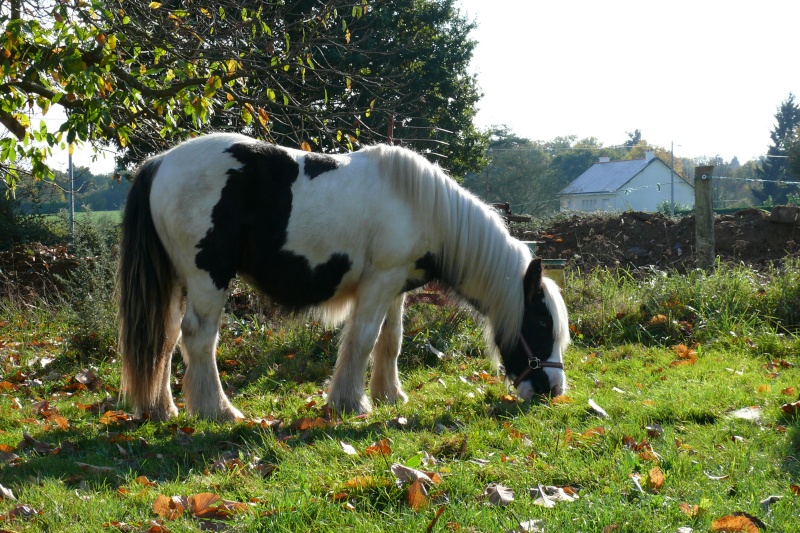 New Pics P12 : Cairnview Archy, 4 ans 7 mois!!!! - Page 5 P1140217