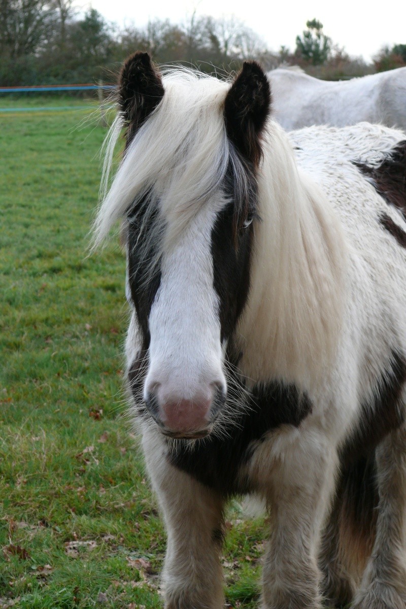 New Pics P12 : Cairnview Archy, 4 ans 7 mois!!!! - Page 5 P1140529